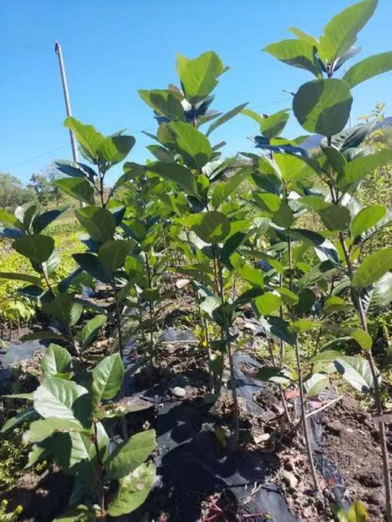 不老莓苗阳光不老莓适合大面积种植适应性广泛