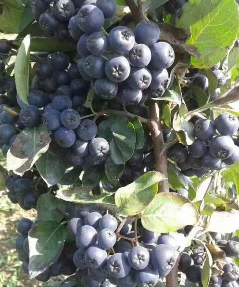 不老莓苗阳光不老莓适合大面积种植适应性广泛