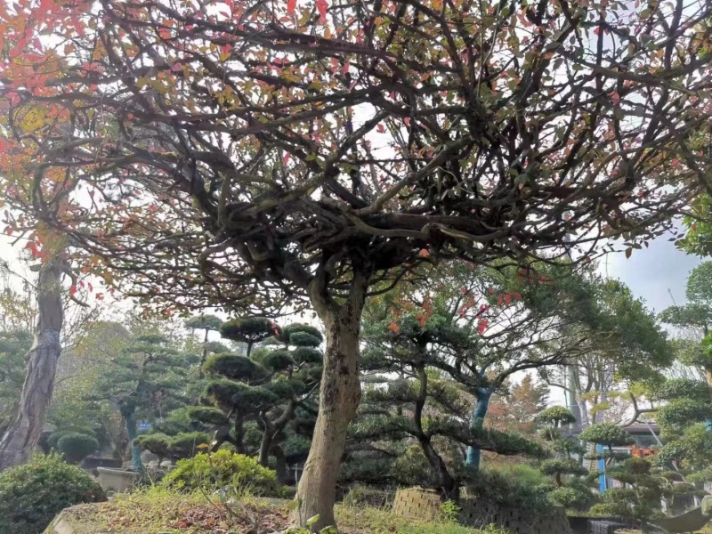 卫矛