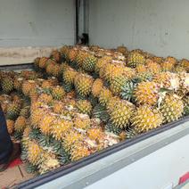 菲律宾（巴厘）菠萝一斤起步