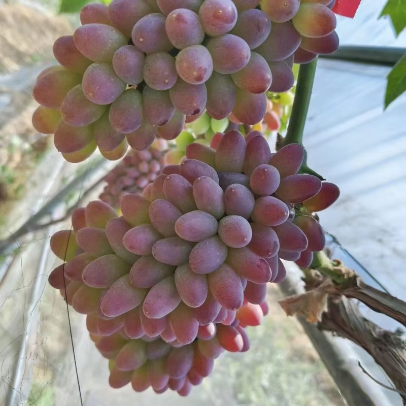 红河葡萄茉莉香葡萄规格齐全串行好提供包装承接电商代发批发