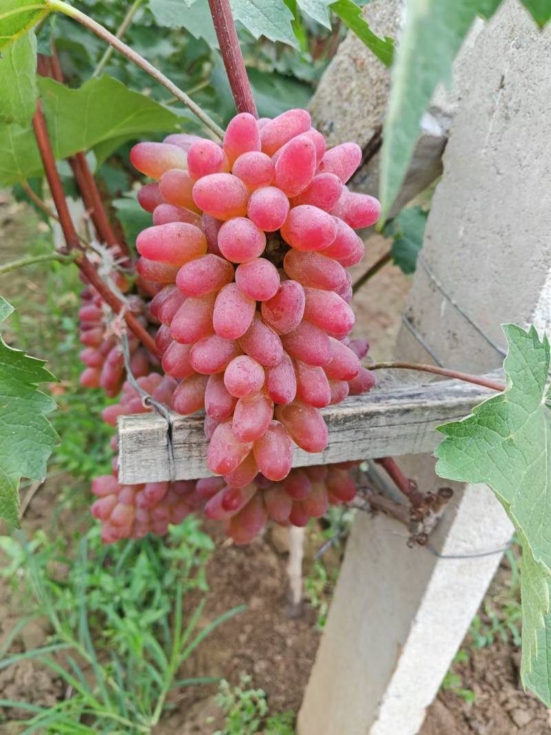 红河葡萄茉莉香葡萄规格齐全串行好提供包装承接电商代发批发