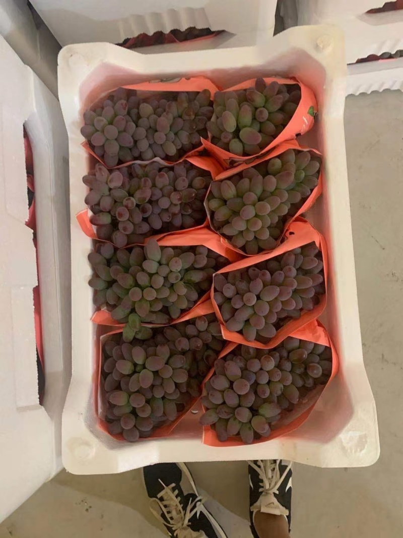 红河葡萄茉莉香葡萄规格齐全串行好提供包装承接电商代发批发
