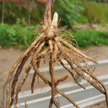 紫色芦笋种根非转基因多年生阳台盆栽蔬菜苗大田2年苗