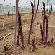 曹县特产紫色芦笋苗可生吃的芦笋，32穴育苗盘苗