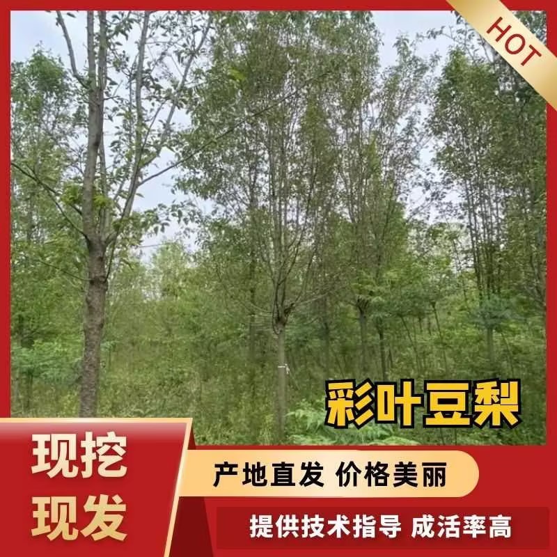 彩叶豆梨—苗圃清地处理，5–12公分大批量现货低价