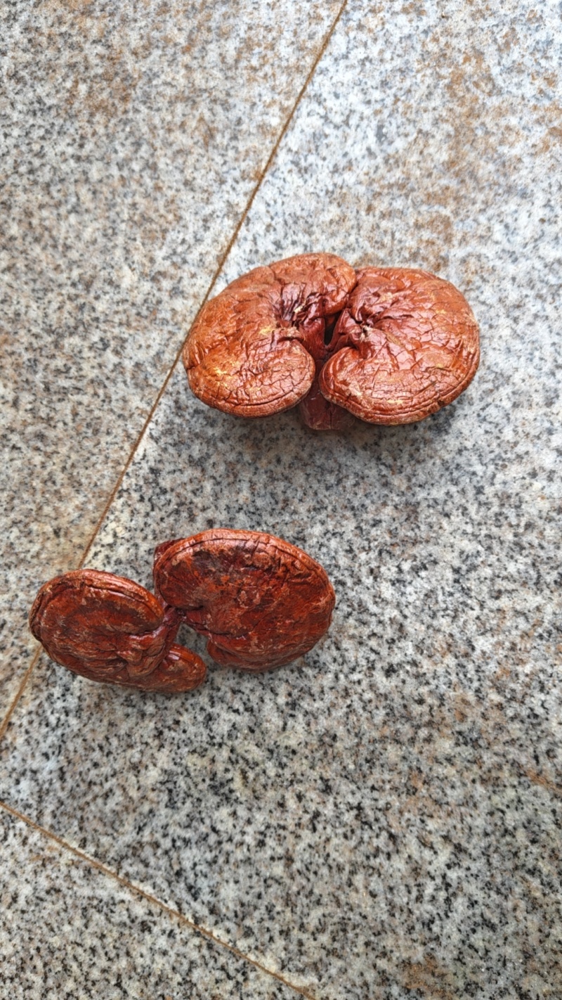 安徽金寨红灵芝，初级农副产品大别山灵芝