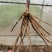 曹县特产紫色芦笋苗可生吃的芦笋3年苗。