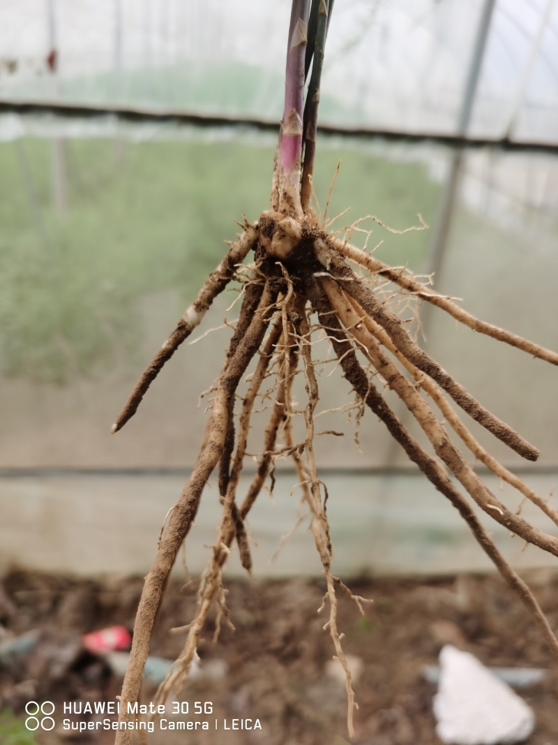 曹县特产紫色芦笋苗可生吃的芦笋3年苗。