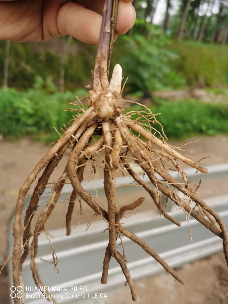 曹县特产紫色芦笋苗可生吃的芦笋3年苗。