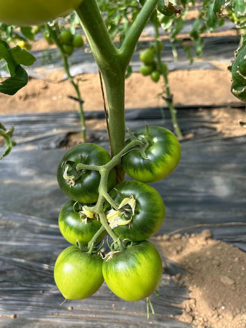 绿肩浓好管理全年都可以定植的草莓柿子苗大量预售中