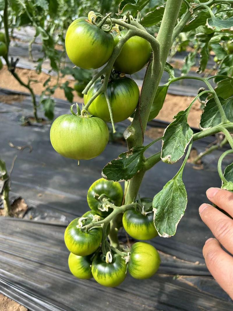 绿肩浓好管理全年都可以定植的草莓柿子苗大量预售中
