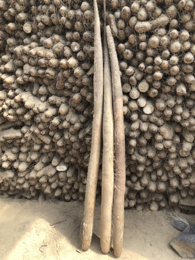 河南周口市优质白玉山药又货，欢迎采购，需要的联系