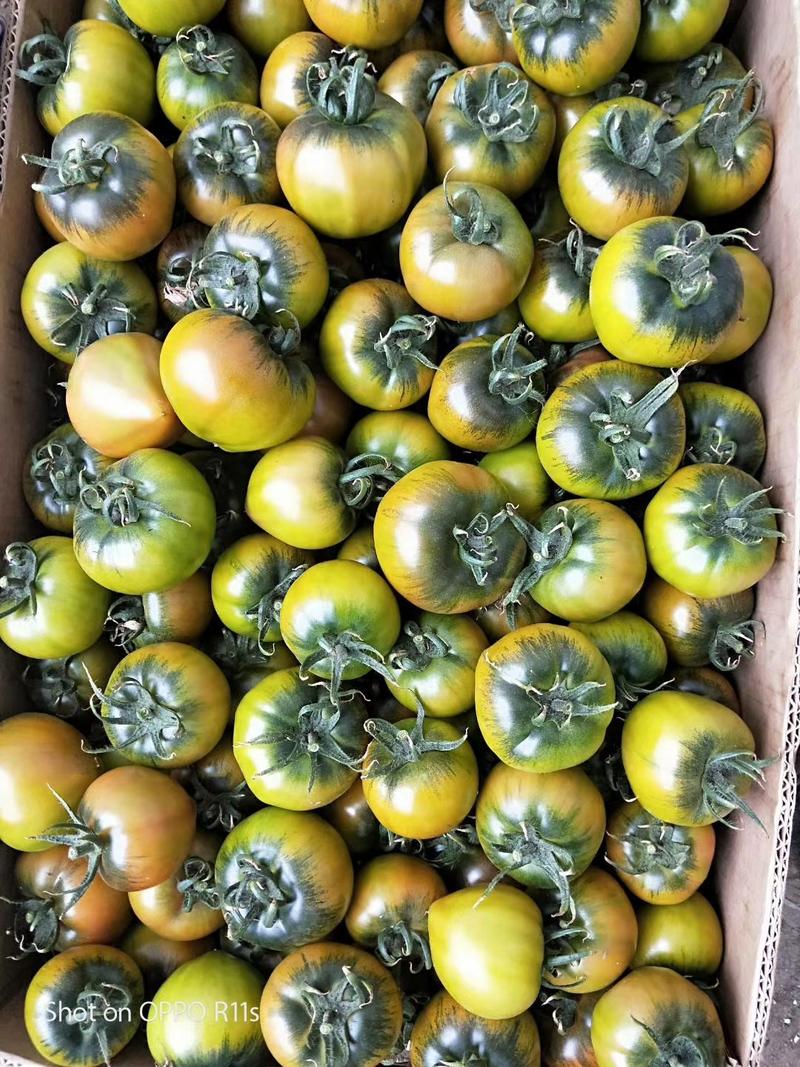 绿肩浓好管理全年都可以定植的草莓柿子苗大量预售中