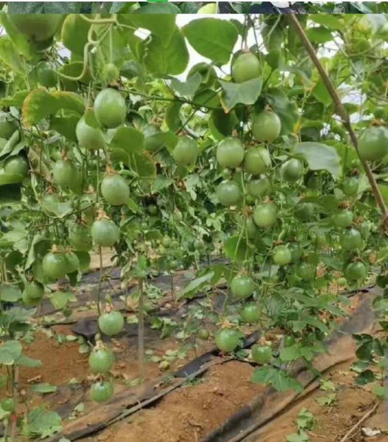 黄金钦密9号苗百香果大杯苗挂果多口感佳基地直发欢迎电联