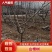 山楂树绿化—山东基地直销小区别墅路边绿化树，实用能吃能看