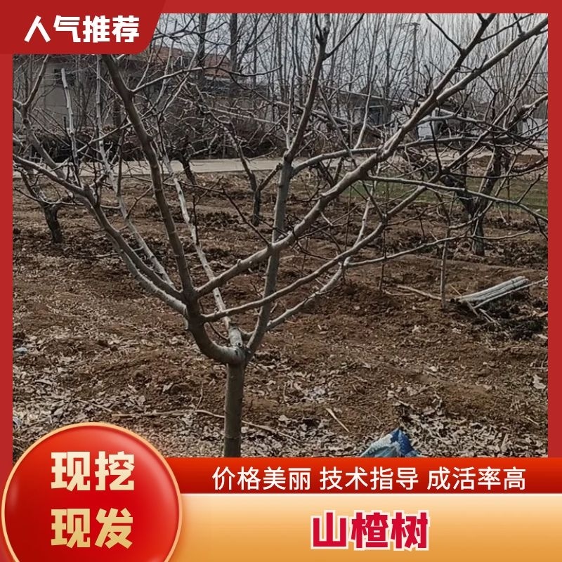 山楂树绿化—山东基地直销小区别墅路边绿化树，实用能吃能看
