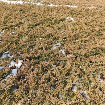 常年直销铺地柏、地柏、沙地柏、爬地柏等松柏类苗木