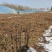 常年直销铺地柏、地柏、沙地柏、爬地柏等松柏类苗木