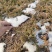 常年直销铺地柏、地柏、沙地柏、爬地柏等松柏类苗木