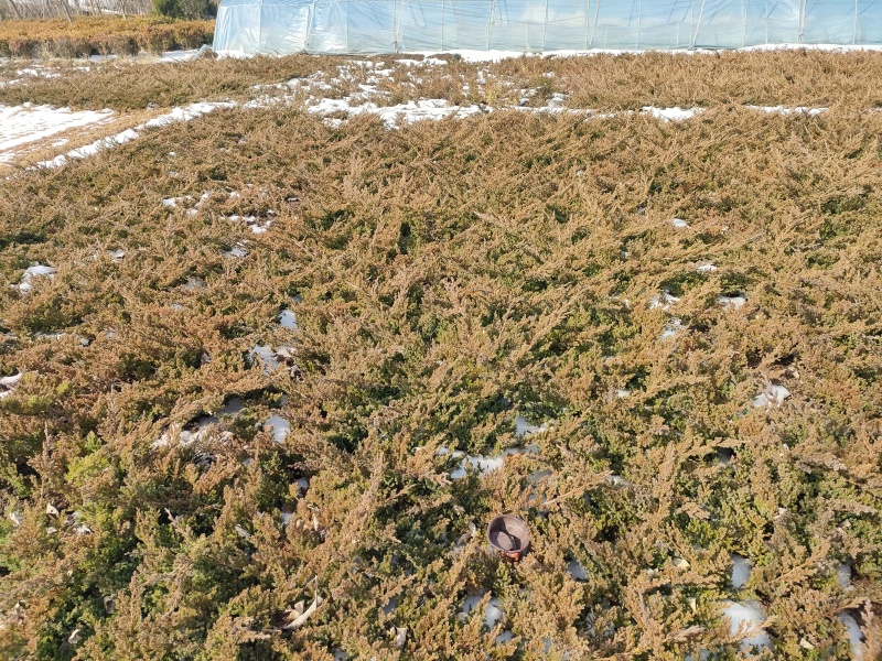 常年直销铺地柏、地柏、沙地柏、爬地柏等松柏类苗木
