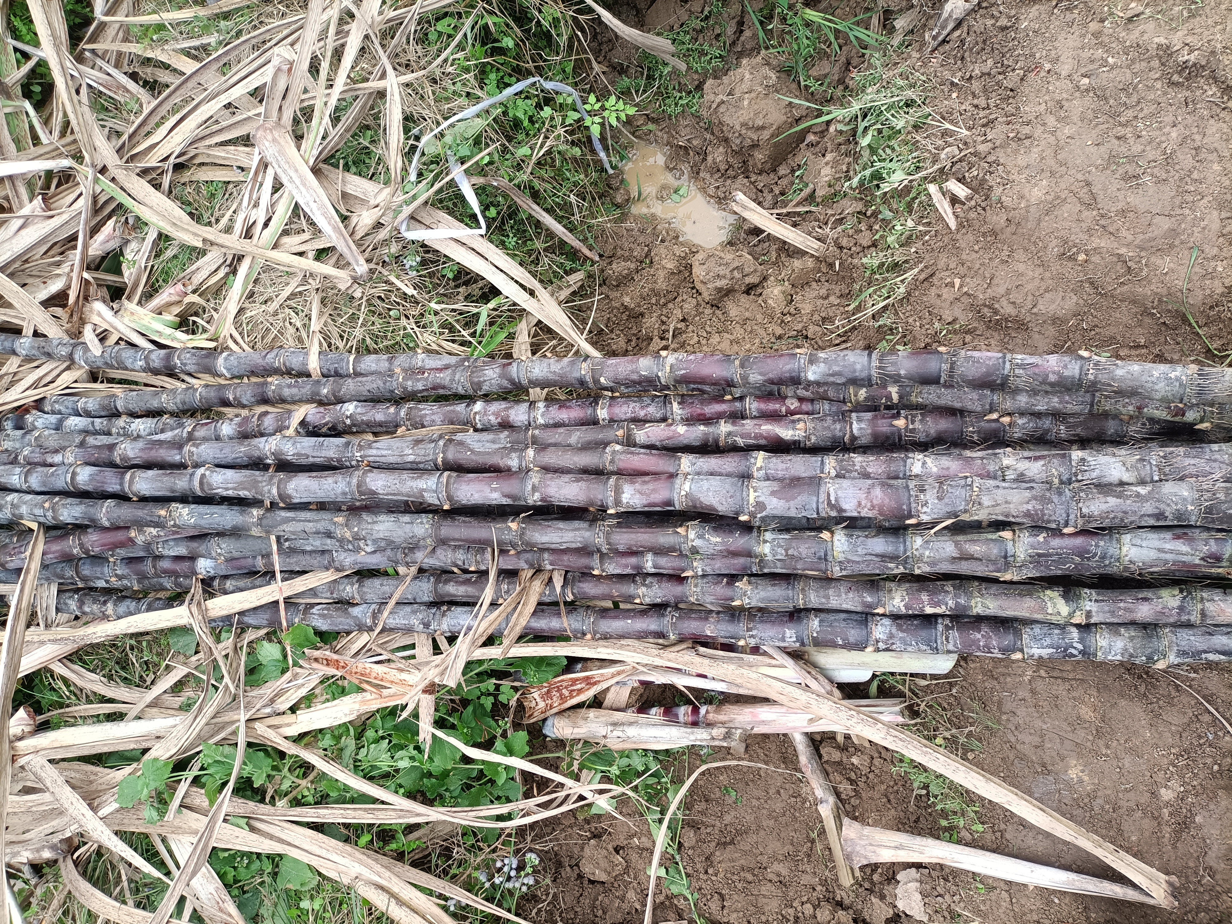 黑皮甘蔗产品展销会现场