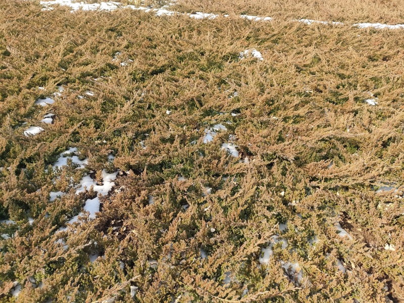 常年直销铺地柏、地柏、沙地柏、爬地柏等松柏类苗木