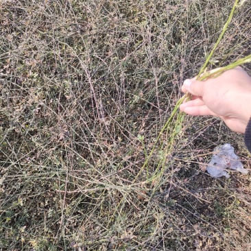 现货大量供应迎春花，迎春花球，迎春花小苗