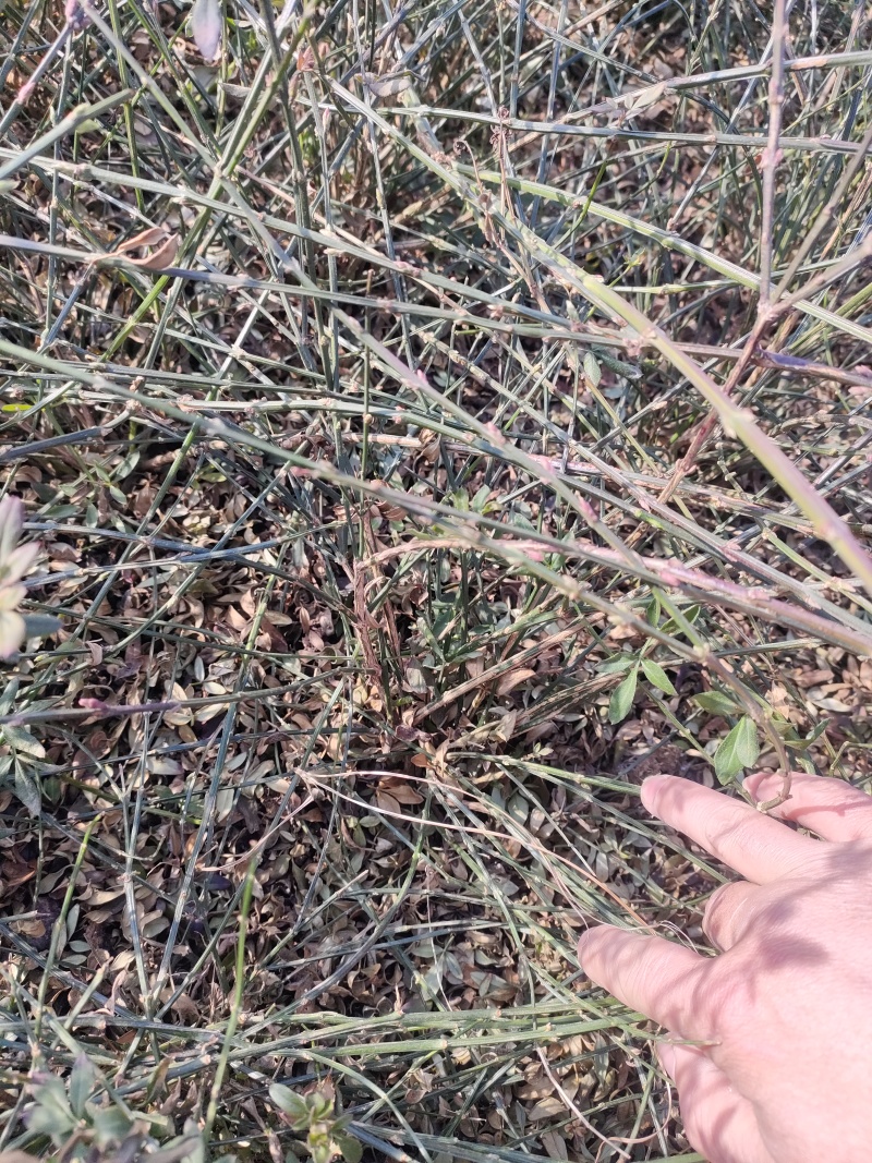 现货大量供应迎春花，迎春花球，迎春花小苗
