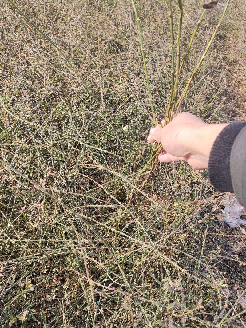 现货大量供应迎春花，迎春花球，迎春花小苗
