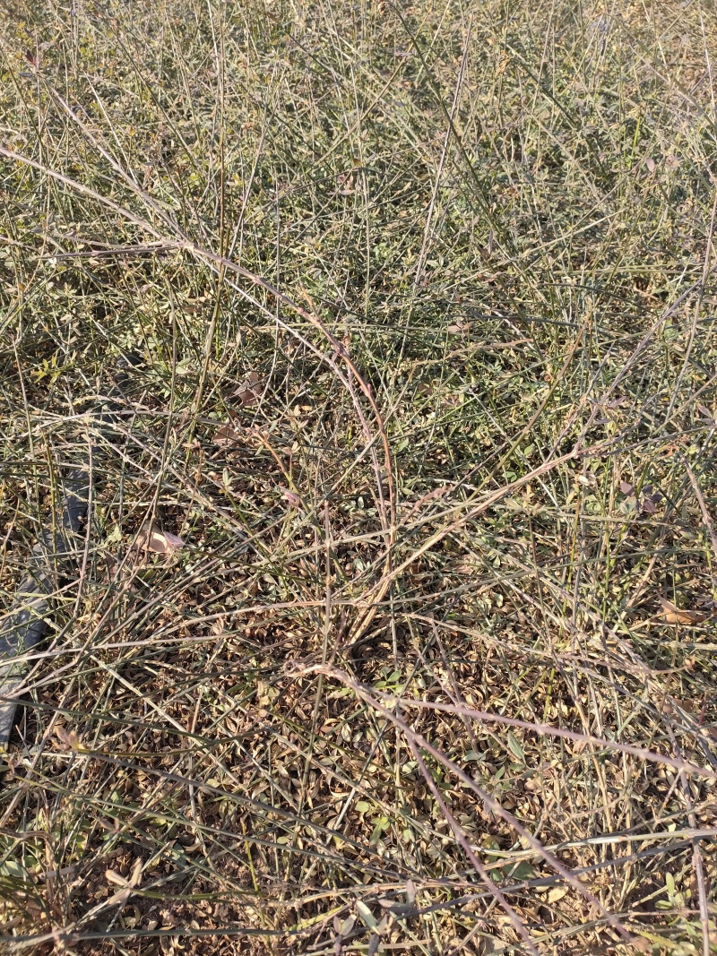 现货大量供应迎春花，迎春花球，迎春花小苗