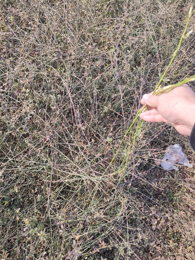 现货大量供应迎春花，迎春花球，迎春花小苗