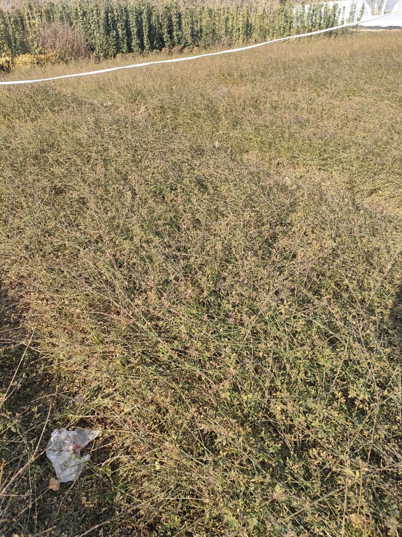 现货大量供应迎春花，迎春花球，迎春花小苗