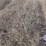 现货大量供应迎春花，迎春花球，迎春花小苗