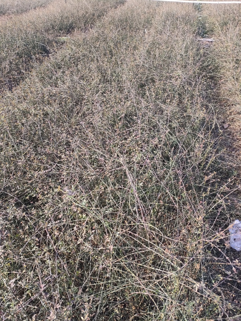 现货大量供应迎春花，迎春花球，迎春花小苗