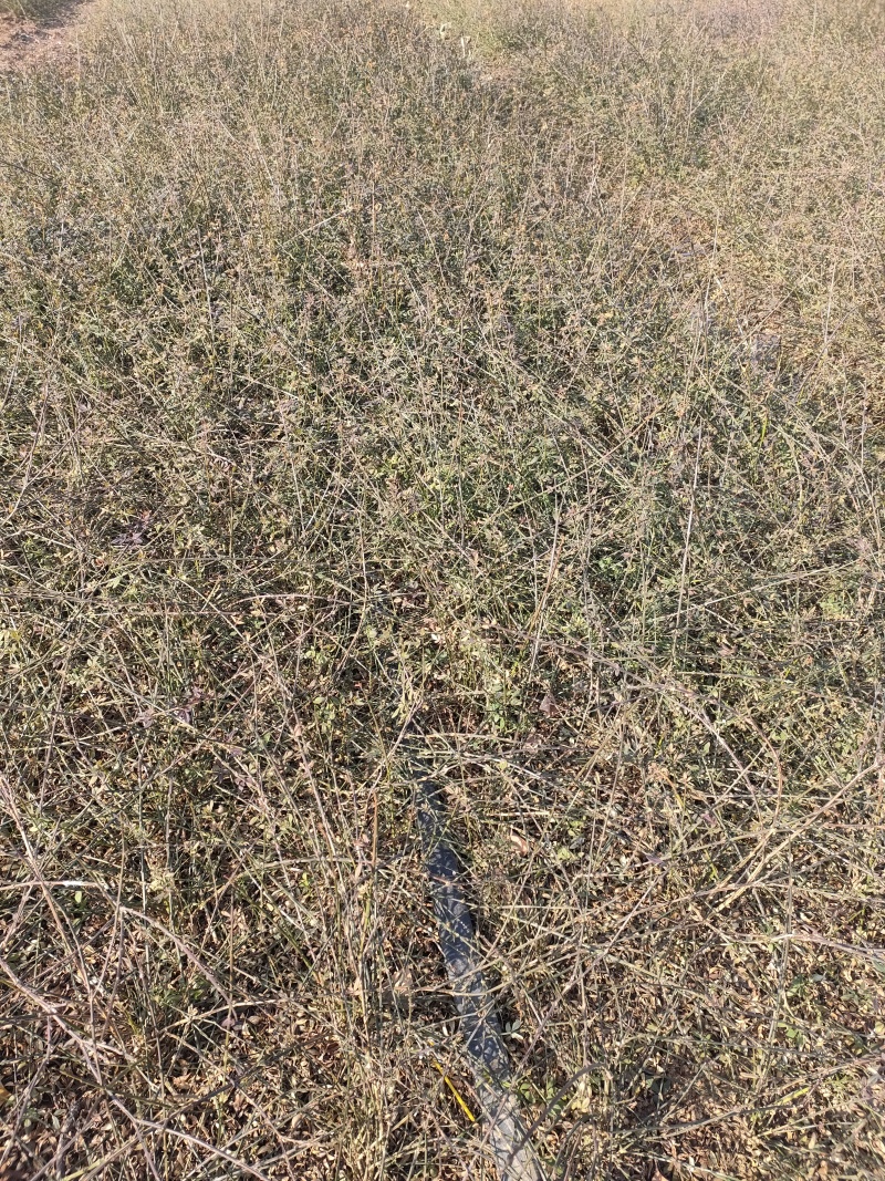 现货大量供应迎春花，迎春花球，迎春花小苗