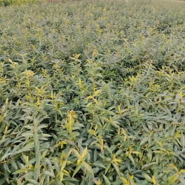 基地直销连翘苗、黄老虎、迎春花