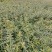 基地直销连翘苗、黄老虎、迎春花