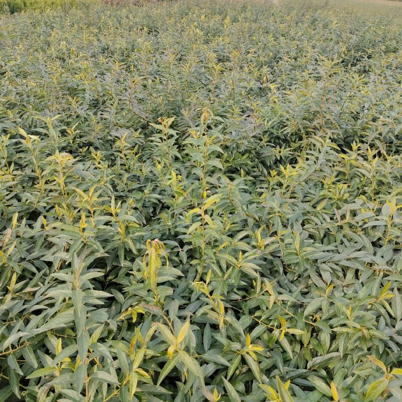 基地直销连翘苗、黄老虎、迎春花