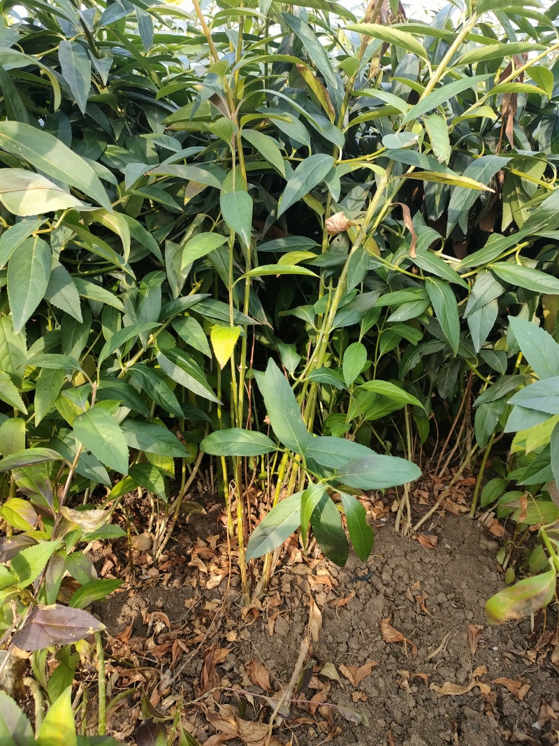 基地直销连翘苗、黄老虎、迎春花