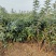 基地直销连翘苗、黄老虎、迎春花