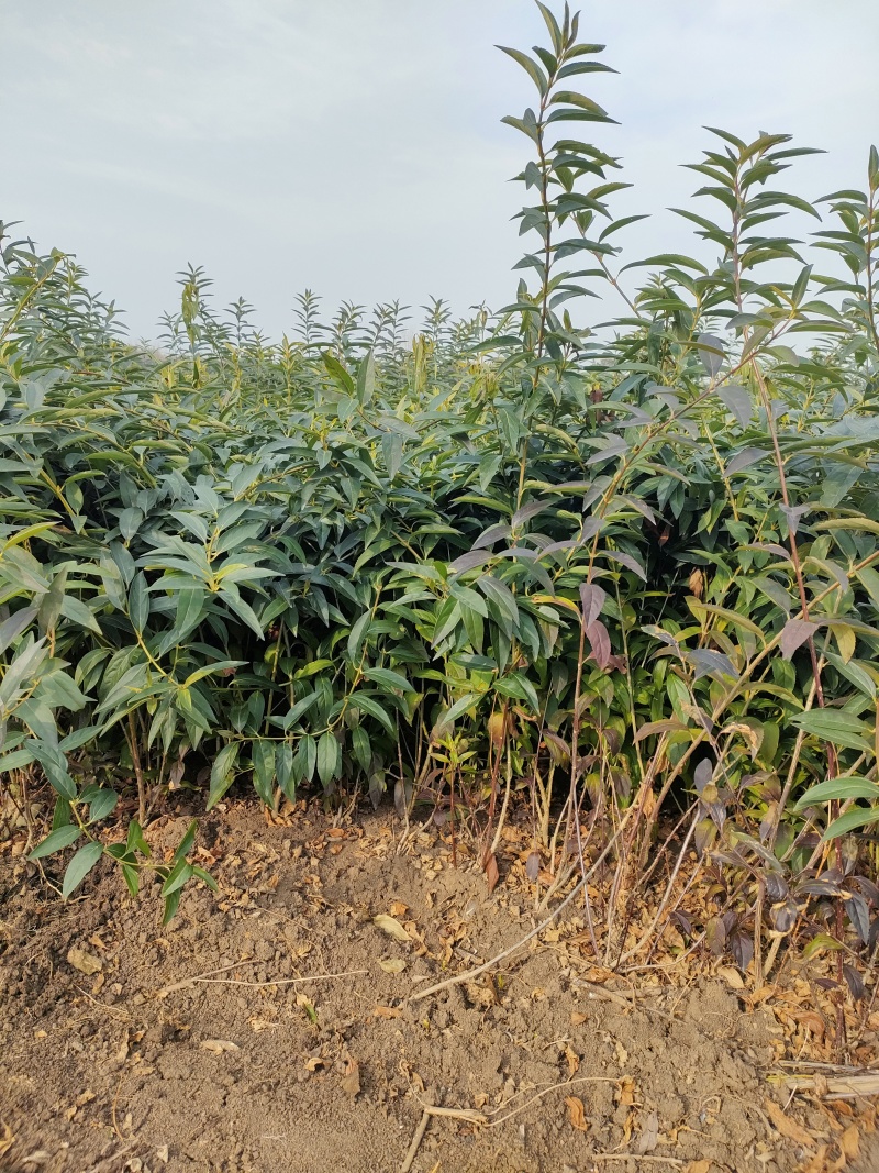 基地直销连翘苗、黄老虎、迎春花