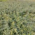 基地直销连翘苗、黄老虎、迎春花