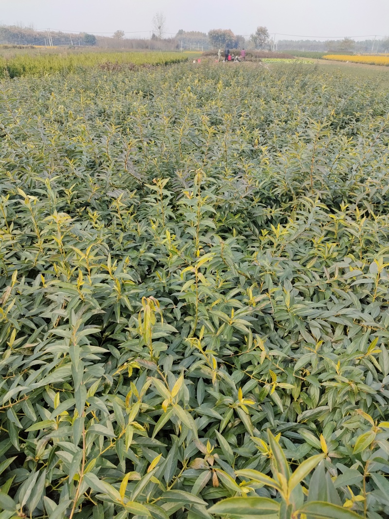 基地直销连翘苗、黄老虎、迎春花