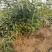 基地直销连翘苗、黄老虎、迎春花