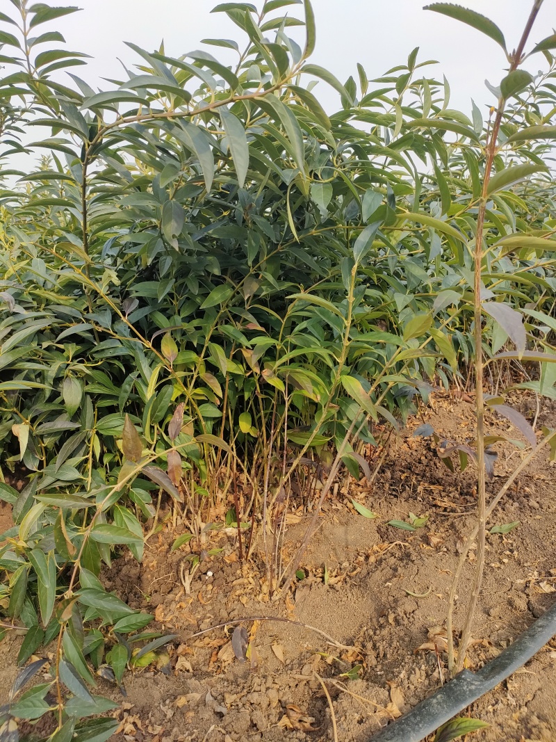 基地直销连翘苗、黄老虎、迎春花