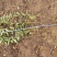基地直销连翘苗、黄老虎、迎春花