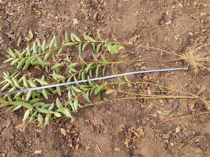 基地直销连翘苗、黄老虎、迎春花