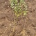 基地直销连翘苗、黄老虎、迎春花