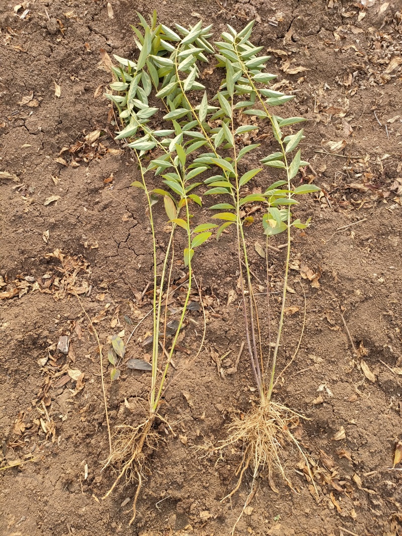 基地直销连翘苗、黄老虎、迎春花